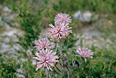 APII jpeg image of Isopogon divergens  © contact APII