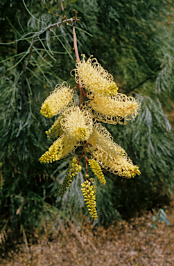 APII jpeg image of Grevillea leucopteris  © contact APII