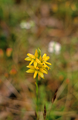 APII jpeg image of Thelymitra fuscolutea  © contact APII