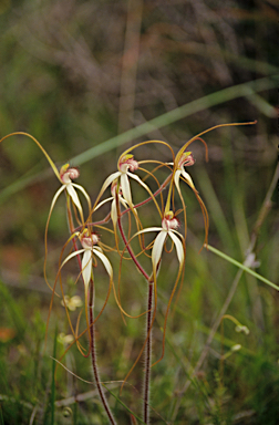 APII jpeg image of Caladenia longicauda  © contact APII