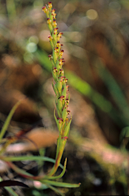 APII jpeg image of Disa bracteata  © contact APII