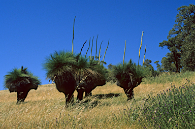 APII jpeg image of Xanthorrhoea preissii  © contact APII