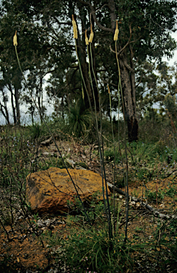 APII jpeg image of Xanthorrhoea gracilis  © contact APII