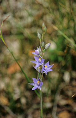 APII jpeg image of Cyanicula sericea  © contact APII