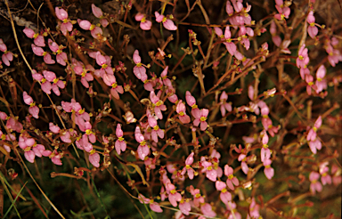 APII jpeg image of Stylidium utricularioides  © contact APII