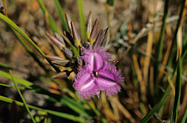 APII jpeg image of Thysanotus multiflorus  © contact APII