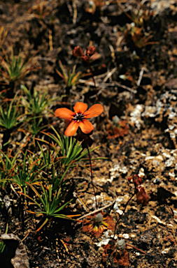 APII jpeg image of Drosera barbigera  © contact APII