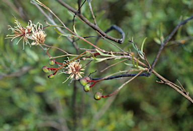 APII jpeg image of Grevillea endlicheriana  © contact APII