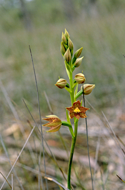 APII jpeg image of Thelymitra benthamiana  © contact APII