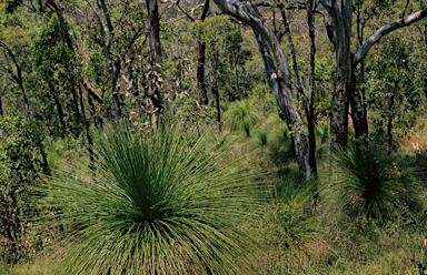 APII jpeg image of Xanthorrhoea preissii  © contact APII