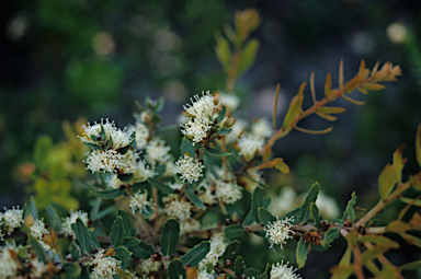 APII jpeg image of Hakea florida  © contact APII