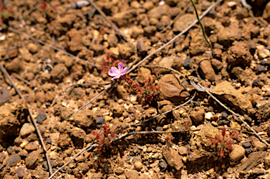 APII jpeg image of Drosera pulchella  © contact APII