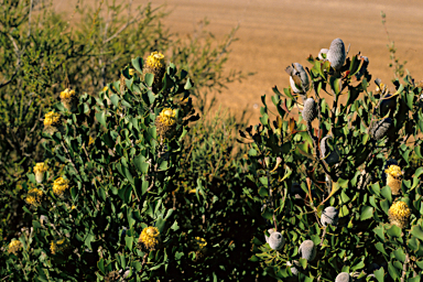 APII jpeg image of Isopogon trilobus  © contact APII