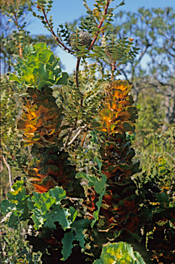 APII jpeg image of Hakea victoria  © contact APII