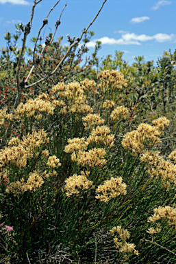 APII jpeg image of Conospermum teretifolium  © contact APII