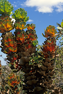 APII jpeg image of Hakea victoria  © contact APII