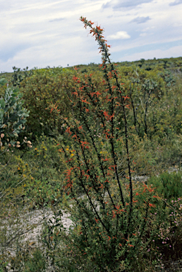 APII jpeg image of Grevillea tripartita  © contact APII