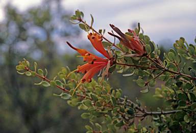 APII jpeg image of Lambertia inermis  © contact APII