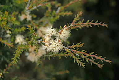 APII jpeg image of Melaleuca undulata  © contact APII