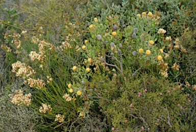 APII jpeg image of Isopogon trilobus  © contact APII