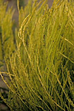 APII jpeg image of Allocasuarina lehmanniana  © contact APII