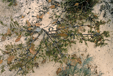 APII jpeg image of Allocasuarina thuyoides  © contact APII