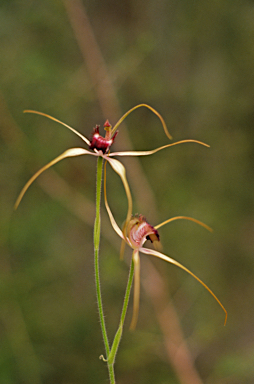 APII jpeg image of Caladenia longicauda  © contact APII