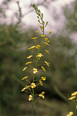 APII jpeg image of Stylidium diuroides  © contact APII