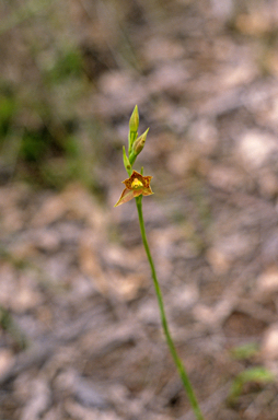 APII jpeg image of Thelymitra benthamiana  © contact APII