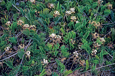 APII jpeg image of Grevillea prostrata  © contact APII