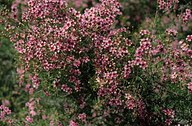 APII jpeg image of Chamelaucium uncinatum  © contact APII