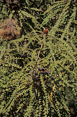 APII jpeg image of Banksia grandis  © contact APII