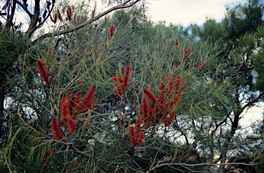 APII jpeg image of Hakea bucculenta  © contact APII