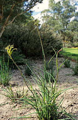 APII jpeg image of Anigozanthos viridis  © contact APII