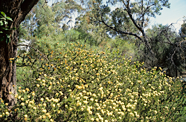 APII jpeg image of Melaleuca ciliosa  © contact APII