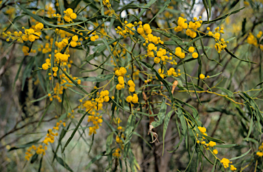 APII jpeg image of Acacia dentifera  © contact APII