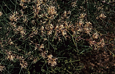 APII jpeg image of Hakea trifurcata  © contact APII