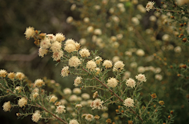 APII jpeg image of Grevillea crithmifolia  © contact APII