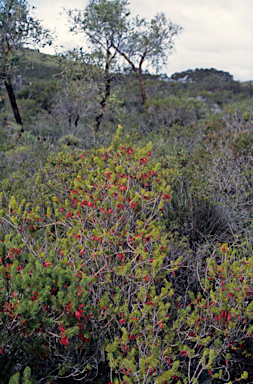 APII jpeg image of Calothamnus quadrifidus  © contact APII