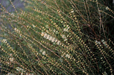 APII jpeg image of Melaleuca radula  © contact APII