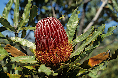 APII jpeg image of Banksia menziesii  © contact APII