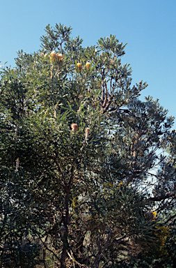 APII jpeg image of Banksia menziesii  © contact APII