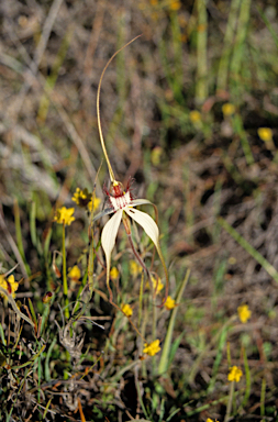 APII jpeg image of Caladenia longicauda subsp. albella  © contact APII