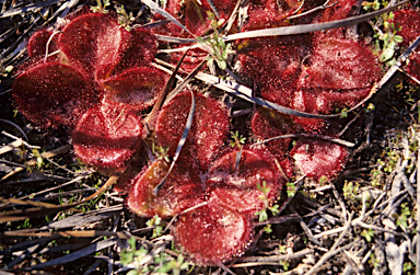 APII jpeg image of Drosera erythrorhiza  © contact APII