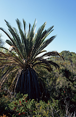 APII jpeg image of Macrozamia fraseri  © contact APII