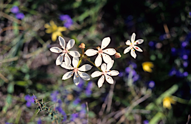 APII jpeg image of Burchardia umbellata  © contact APII