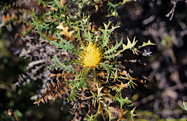 APII jpeg image of Banksia sclerophylla  © contact APII