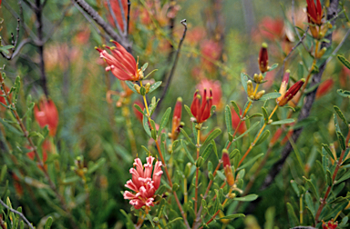 APII jpeg image of Lambertia multiflora  © contact APII