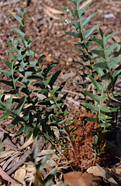 APII jpeg image of Banksia blechnifolia  © contact APII