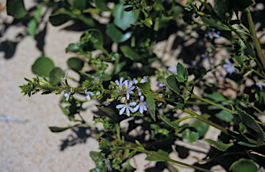 APII jpeg image of Scaevola crassifolia  © contact APII